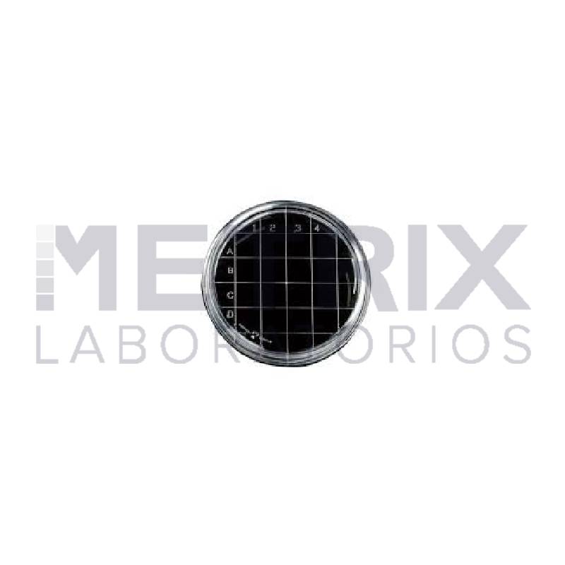 Proyecto nuevo (10)